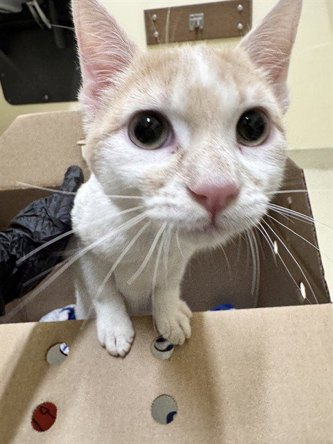 SHWERMIN MURMIN - Domestic Short Hair available for adoption