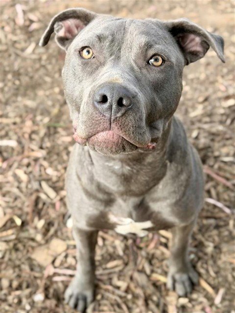 ROXY - Pit Bull Terrier for adoption in Fremont