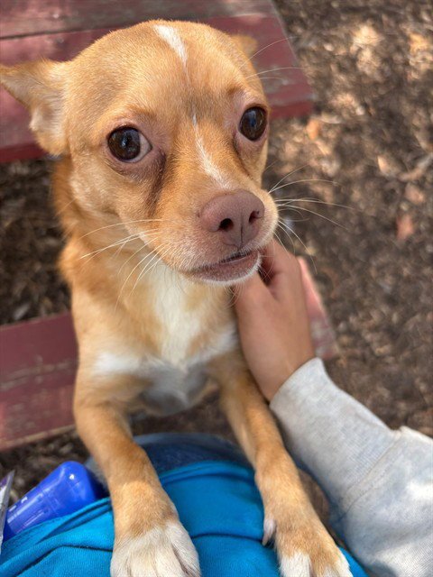 A199395 - Chihuahua available for adoption
