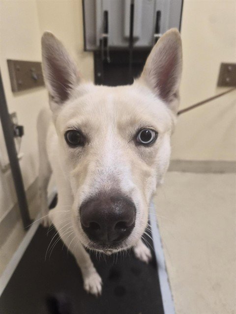 SUGAR - Husky available for adoption