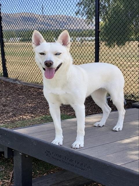SUGAR - Husky for adoption in Fremont