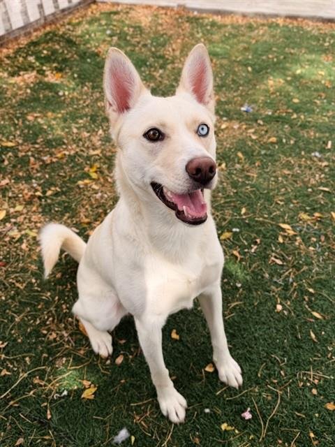 SUGAR - Husky available for adoption