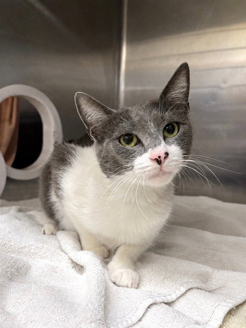 PURRSCILLA - Domestic Short Hair available for adoption