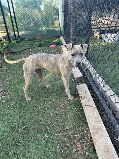 *BELLA SWAN - Pit Bull Terrier available for adoption