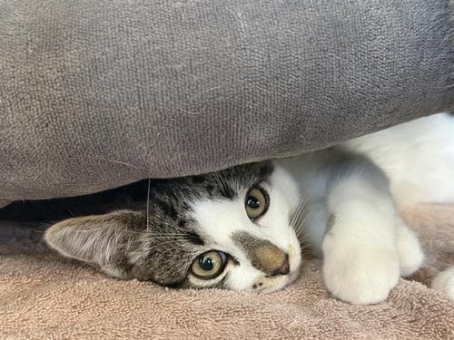 COSMO - Domestic Short Hair available for adoption