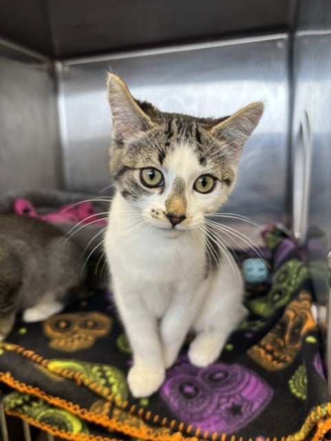 COSMO - Domestic Short Hair available for adoption