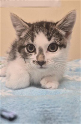 COSMO - Domestic Short Hair available for adoption