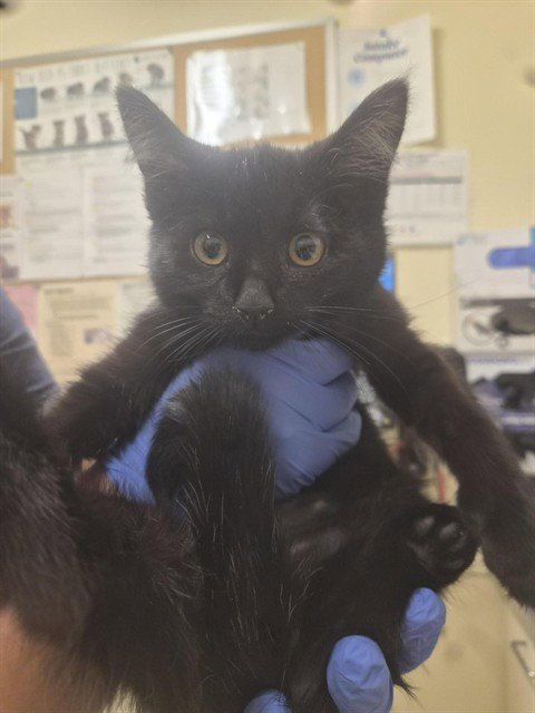 LYRA - Domestic Short Hair available for adoption