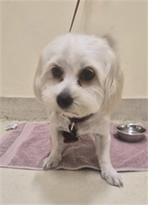 DREAMY - Havanese available for adoption