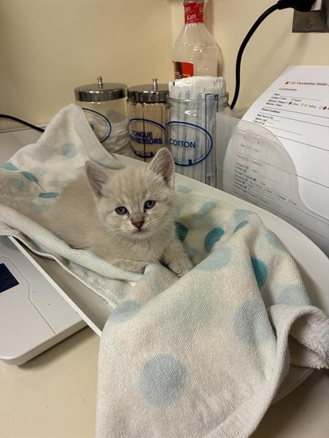 A198262 - Domestic Short Hair available for adoption