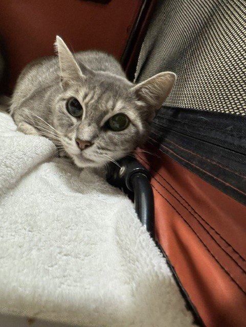 BUTTON - Domestic Short Hair available for adoption