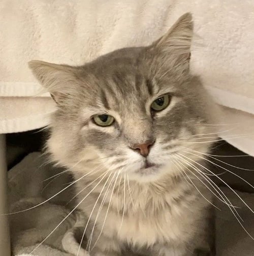 SANTORINI - Domestic Long Hair for adoption in Fremont