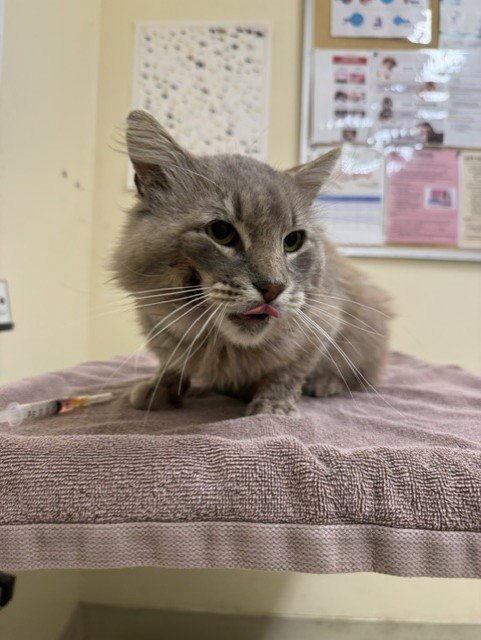A198773 - Domestic Long Hair available for adoption