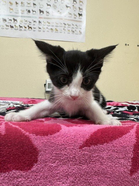 A198651 - Domestic Medium Hair available for adoption