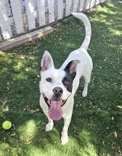 OREO - Pit Bull Terrier available for adoption