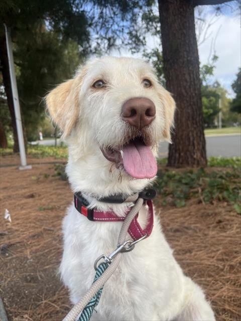LUCKY - Labrador Retriever available for adoption
