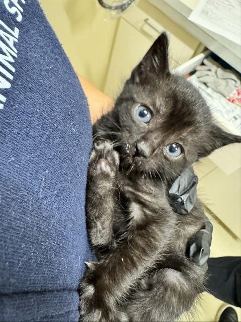 LADY PAW PAW - Domestic Short Hair available for adoption
