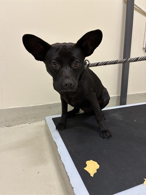 PABLO - Chihuahua available for adoption