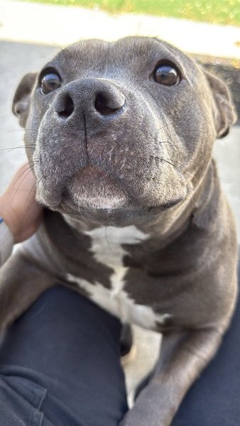 PEBBLE - American Staffordshire Terrier available for adoption