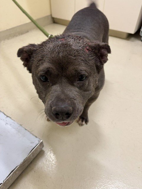 A199376 - American Staffordshire Terrier for adoption in Fremont