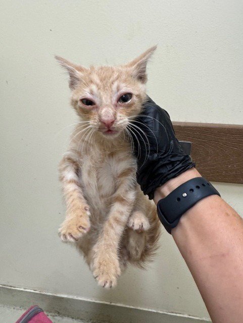 A198271 - Domestic Short Hair available for adoption