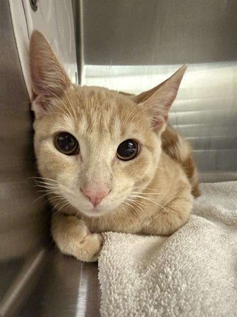 A198271 - Domestic Short Hair available for adoption