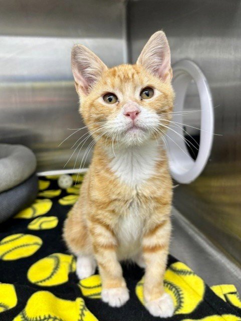 SUNNY - Domestic Medium Hair available for adoption