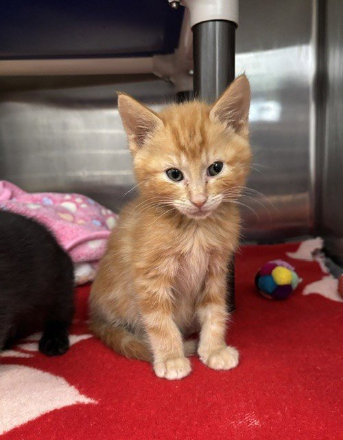 COMET - Domestic Short Hair available for adoption