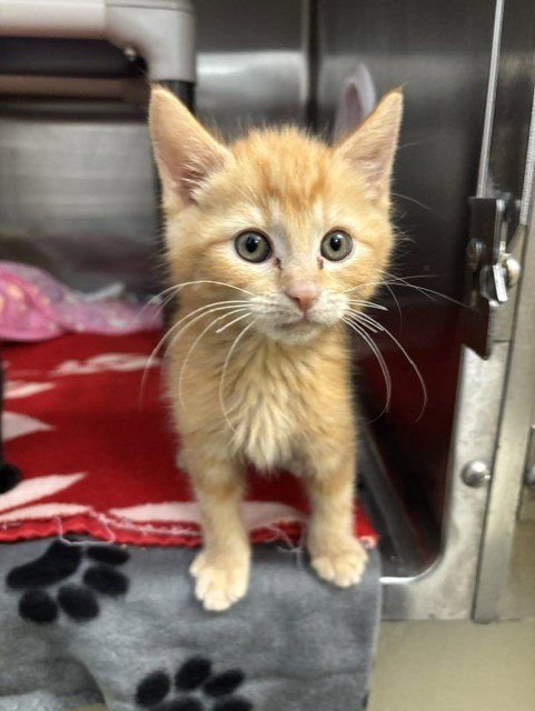 COMET - Domestic Short Hair available for adoption