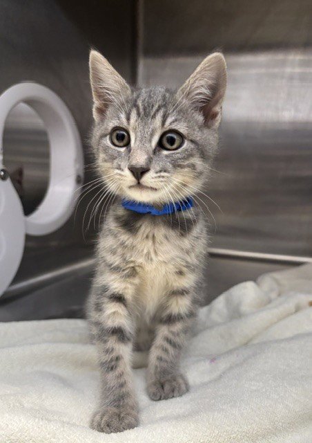 BRZ - Domestic Short Hair available for adoption
