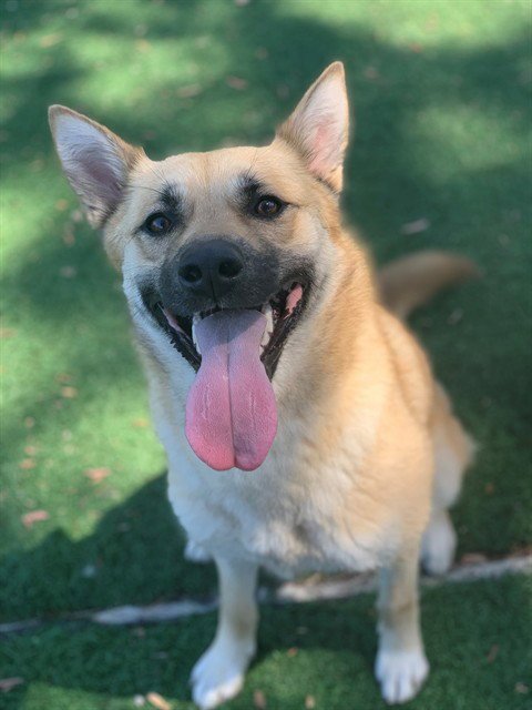RAYE - German Shepherd Dog available for adoption