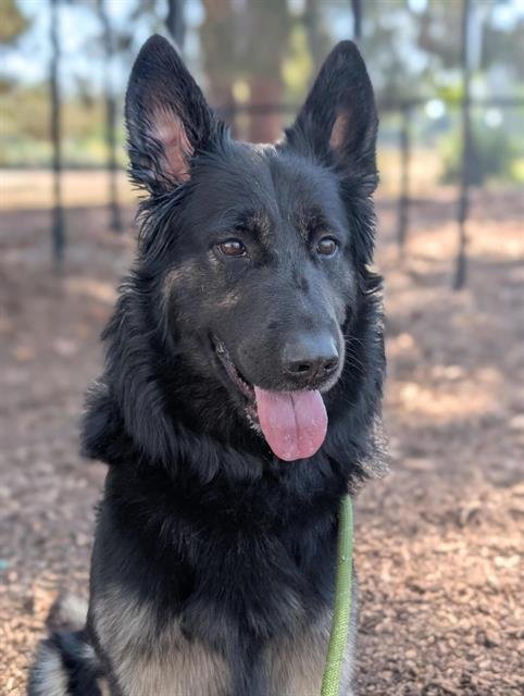 *SMOKEY* - German Shepherd Dog available for adoption