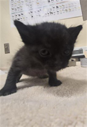 LEFT SOCK - Domestic Short Hair available for adoption