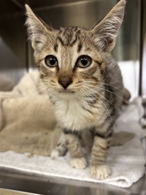 A199441 - Domestic Short Hair available for adoption