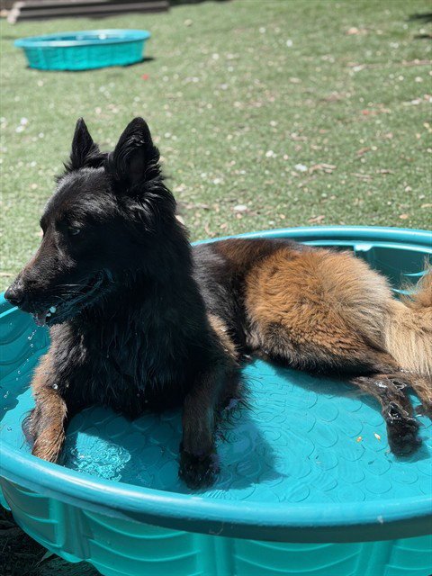 SMOKEY - Belgian Shepherd Malinois available for adoption