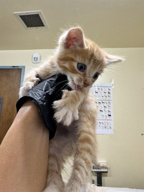 ROARY - Domestic Short Hair for adoption in Fremont