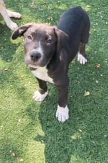 A199060 - Great Dane / Pit Bull Terrier available for adoption