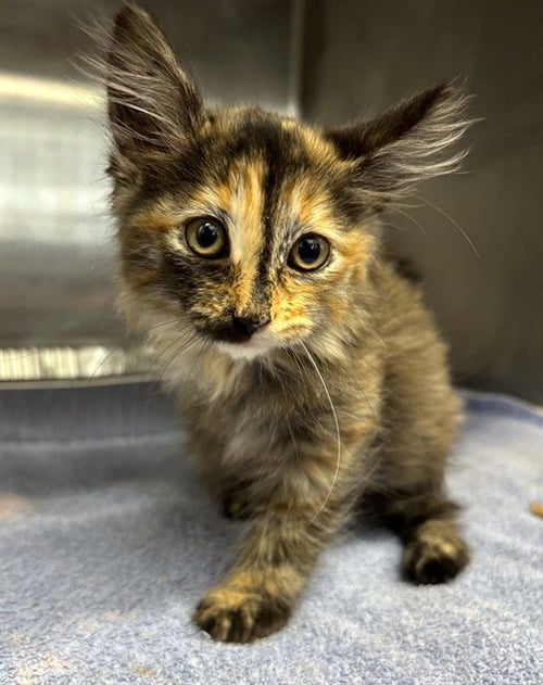 A199443 - Domestic Long Hair available for adoption