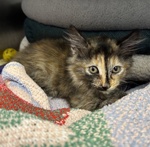 A199443 - Domestic Long Hair available for adoption