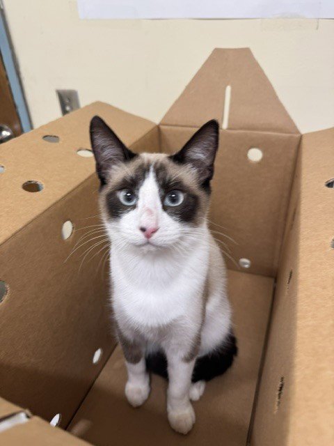 A199579 - Domestic Short Hair available for adoption