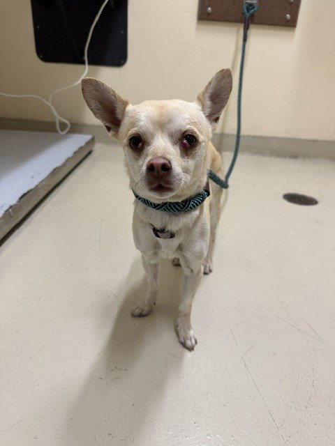 A199523 - Chihuahua available for adoption