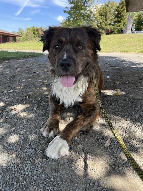 BUSTER - Pit Bull Terrier / Chow Chow for adoption in Fremont