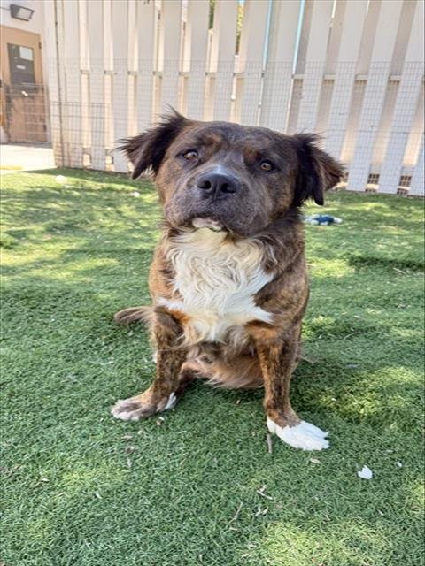 BUSTER - Pit Bull Terrier / Chow Chow available for adoption