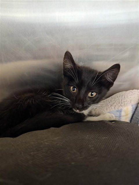 FLUFFBUTT - Domestic Medium Hair available for adoption