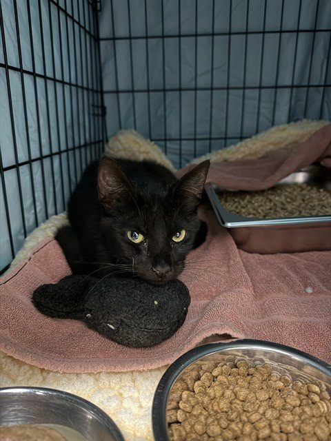 COLE - Domestic Short Hair available for adoption