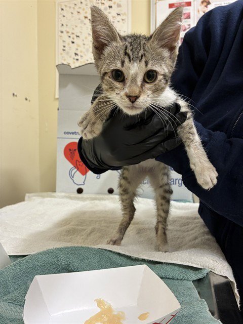 A198550 - Domestic Short Hair available for adoption