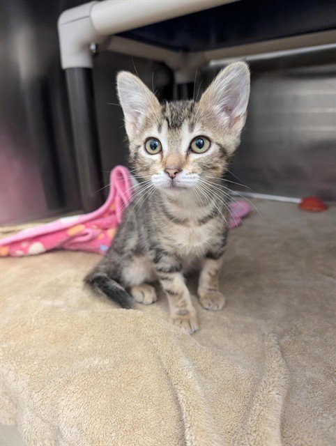 LIMITED 8-PASSENGER - Domestic Short Hair available for adoption