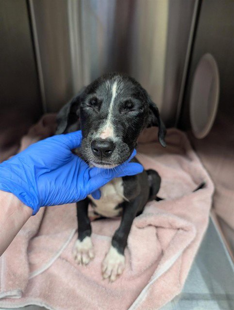 A199548 Image
