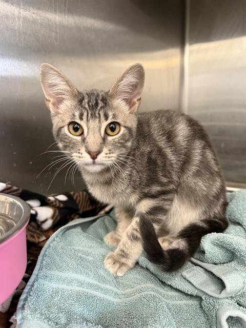 BACH - Domestic Short Hair available for adoption