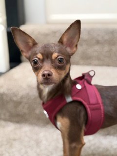 A199391 - Chihuahua available for adoption